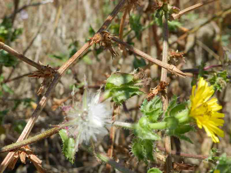 Asteraceae  - Helminthotheca echioides